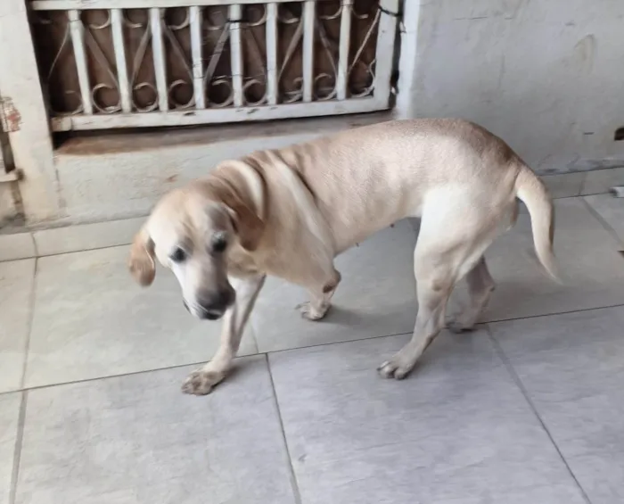 Cachorro ra a Labrador idade 5 anos nome Nala