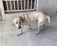 Nala