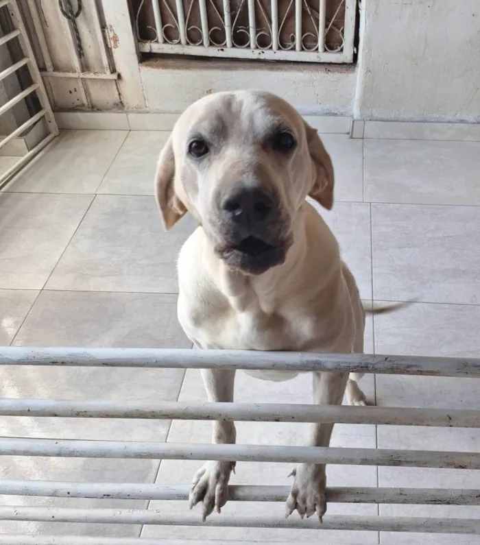 Cachorro ra a Labrador idade 5 anos nome Nala