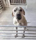 Nala