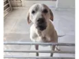 Nala