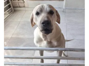 Cachorro raça Labrador idade 5 anos nome Nala