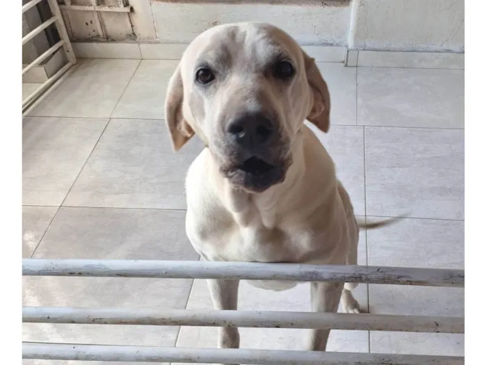 Cachorro ra a Labrador idade 5 anos nome Nala