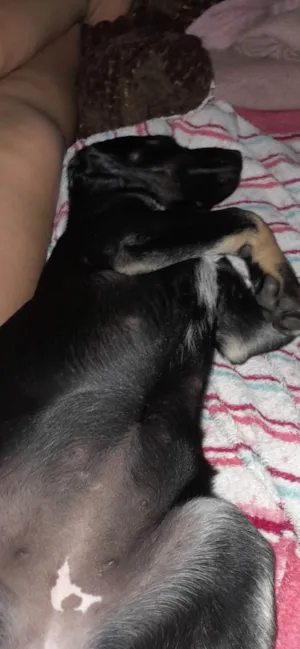 Cachorro raça SRD-ViraLata idade 1 ano nome Yuna