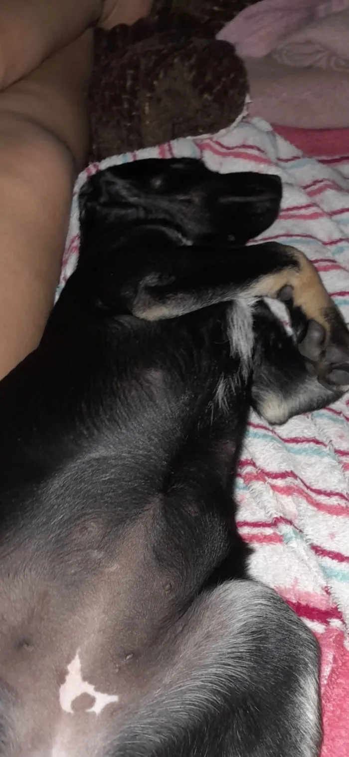 Cachorro ra a SRD-ViraLata idade 1 ano nome Yuna