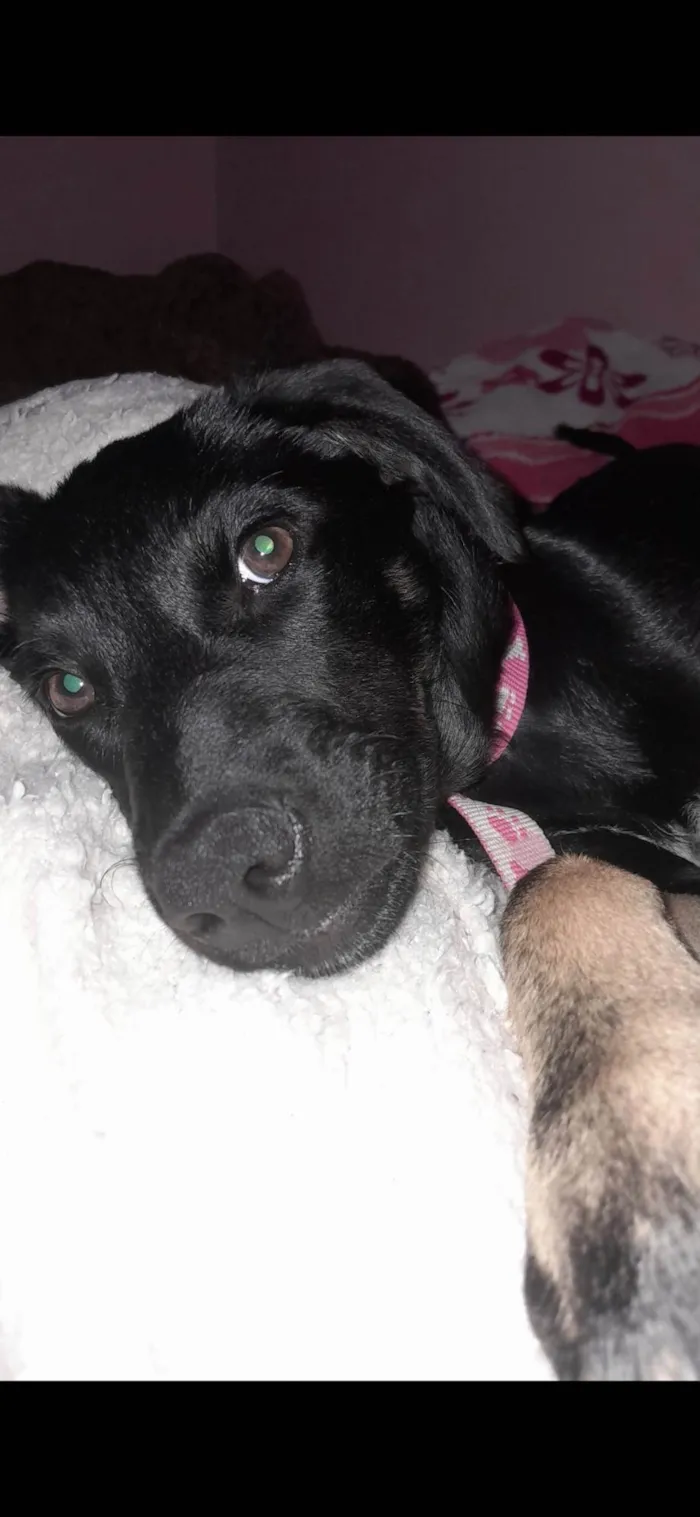Cachorro ra a SRD-ViraLata idade 1 ano nome Yuna