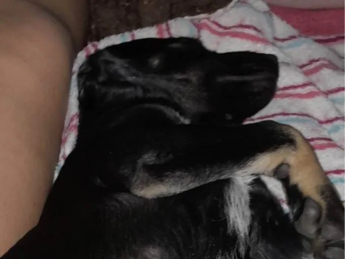 Cachorro ra a SRD-ViraLata idade 1 ano nome Yuna