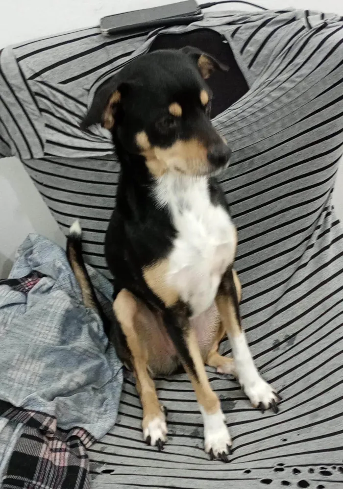 Cachorro ra a SRD-ViraLata idade 3 anos nome Rafael