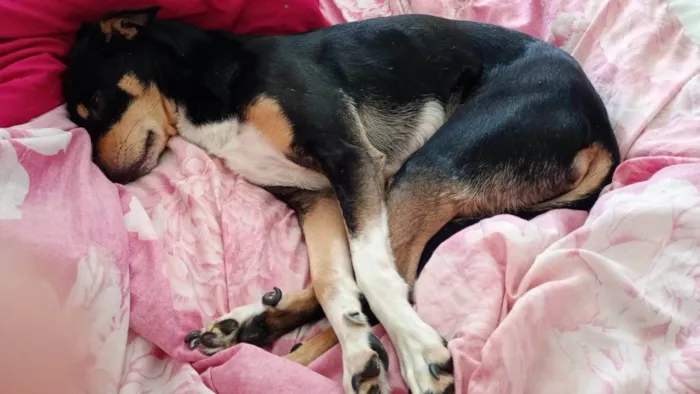 Cachorro ra a SRD-ViraLata idade 3 anos nome Rafael