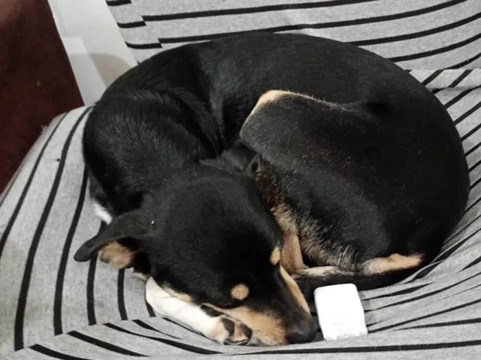 Cachorro ra a SRD-ViraLata idade 3 anos nome Rafael
