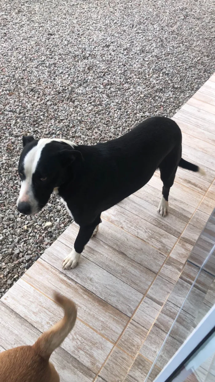 Cachorro ra a SRD-ViraLata idade 4 anos nome Pirulito