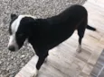 Pirulito