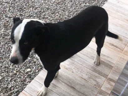 Cachorro raça SRD-ViraLata idade 4 anos nome Pirulito