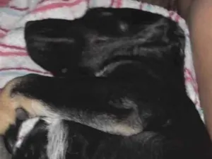 Cachorro raça SRD-ViraLata idade 1 ano nome Yuna