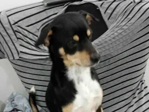 Cachorro raça SRD-ViraLata idade 3 anos nome Rafael