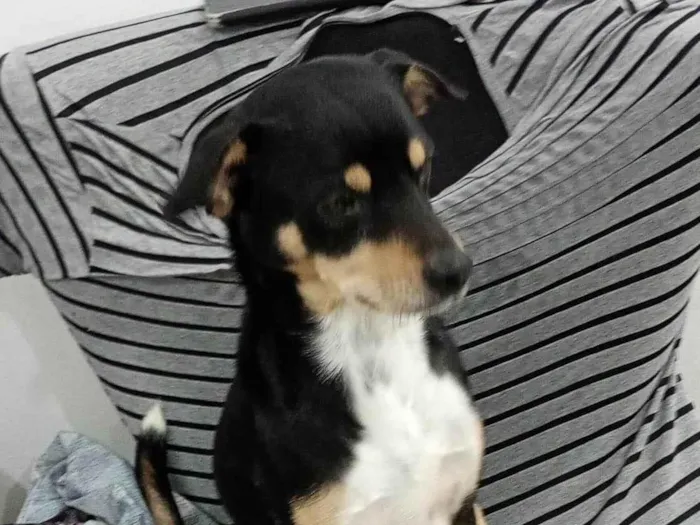 Cachorro ra a SRD-ViraLata idade 3 anos nome Rafael