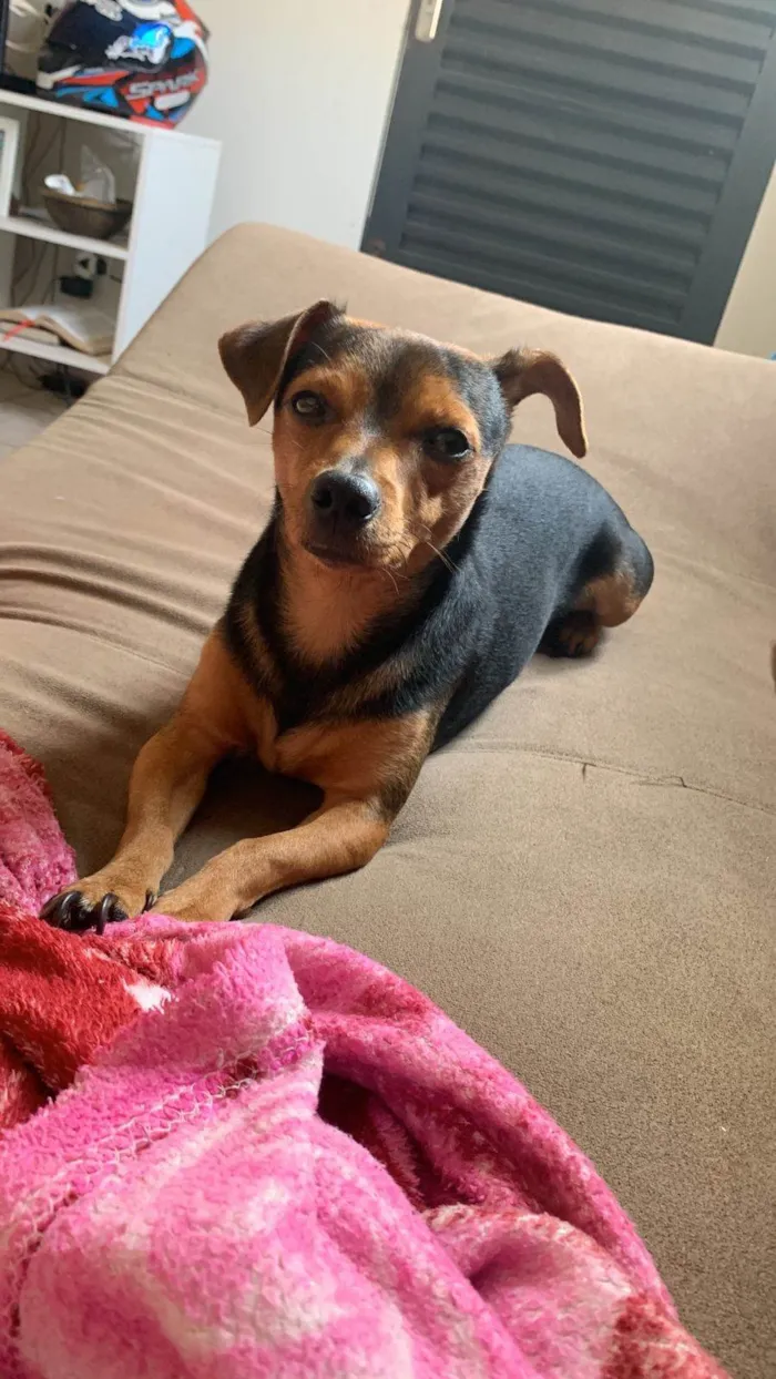 Cachorro ra a Pinscher idade 3 anos nome Snoop