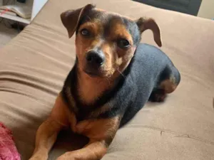 Cachorro raça Pinscher idade 3 anos nome Snoop