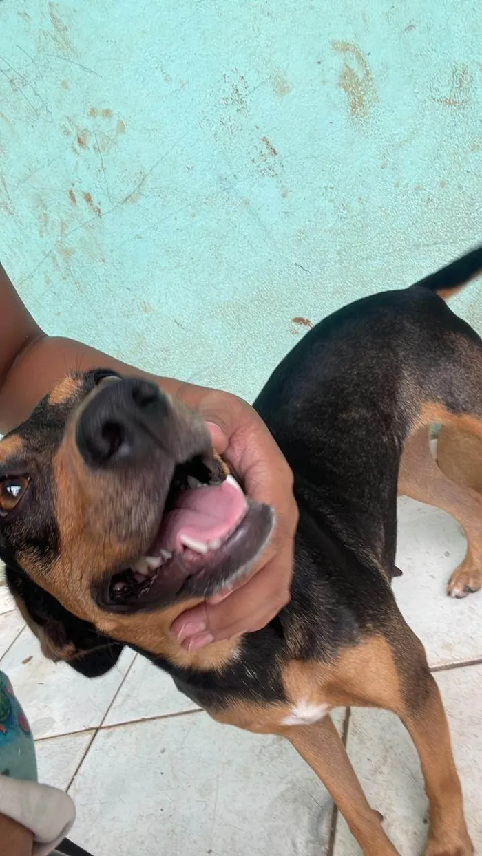Cachorro ra a SRD-ViraLata idade 2 anos nome Nutella Maria