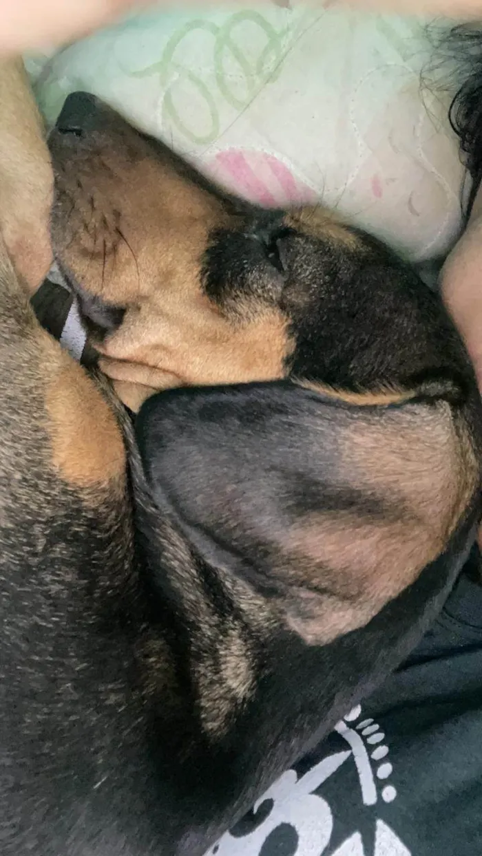 Cachorro ra a SRD-ViraLata idade 2 anos nome Nutella Maria