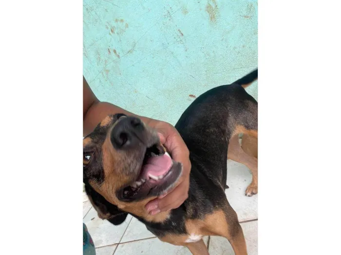 Cachorro ra a SRD-ViraLata idade 2 anos nome Nutella Maria