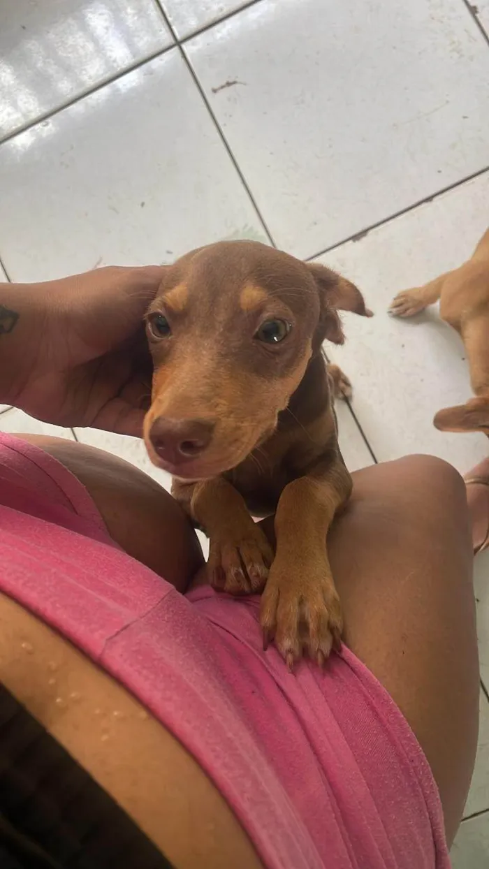 Cachorro ra a SRD-ViraLata idade 1 ano nome Torrada Maria 