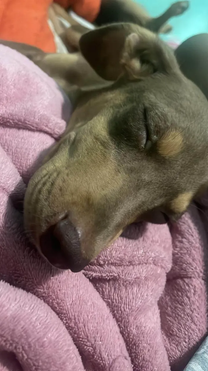 Cachorro ra a SRD-ViraLata idade 1 ano nome Torrada Maria 