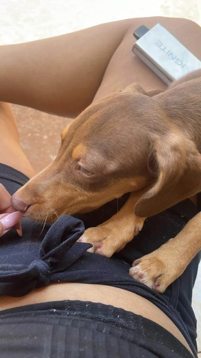 Cachorro ra a SRD-ViraLata idade 1 ano nome Torrada Maria 