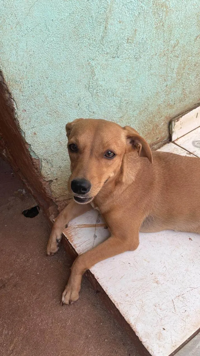 Cachorro ra a SRD-ViraLata idade 1 ano nome Feliz Emanuelle