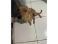 Feliz Emanuelle