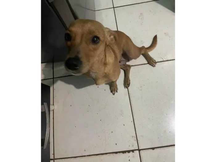 Cachorro ra a SRD-ViraLata idade 1 ano nome Feliz Emanuelle