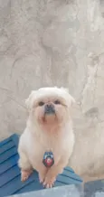Príncipe 