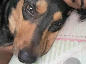 Cachorro raça SRD-ViraLata idade 2 anos nome Nutella Maria