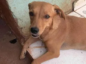 Cachorro raça SRD-ViraLata idade 1 ano nome Feliz Emanuelle