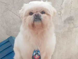Cachorro raça Shitzu idade 3 anos nome Príncipe 