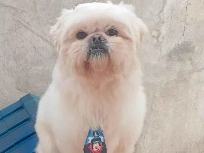 Cachorro raça Shitzu idade 3 anos nome Príncipe 