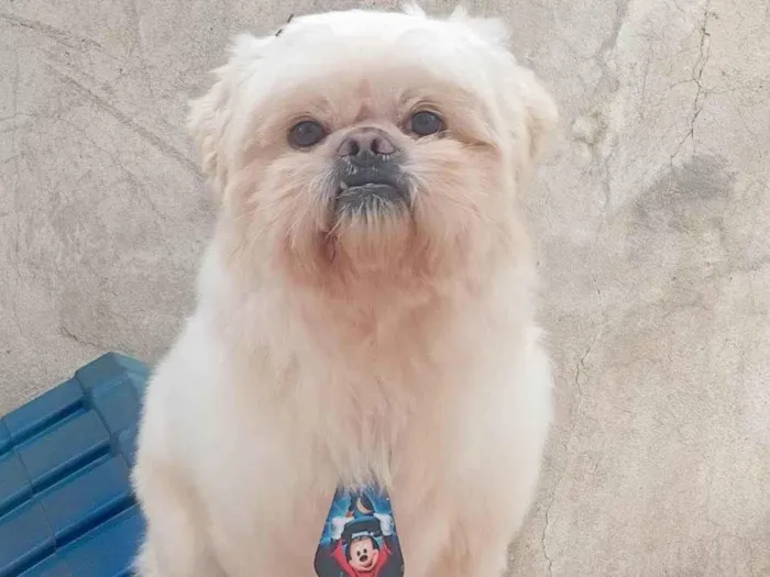 Cachorro ra a Shitzu idade 3 anos nome Príncipe 