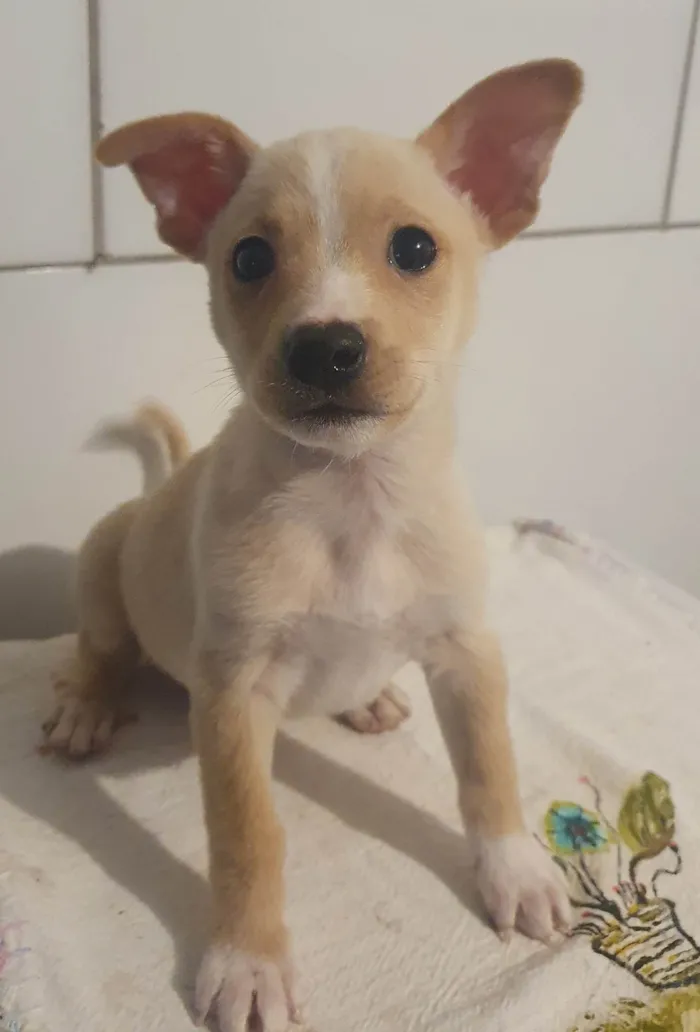Cachorro ra a SRD-ViraLata idade 2 a 6 meses nome Não possui um