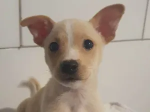 Cachorro raça SRD-ViraLata idade 2 a 6 meses nome Não possui um