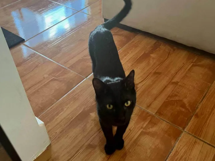 Gato ra a SRD-ViraLata idade 7 a 11 meses nome Pitchuruco 