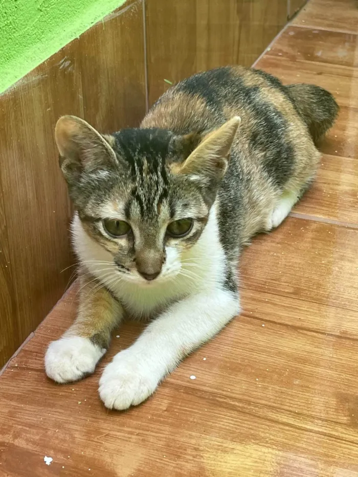 Gato ra a SRD-ViraLata idade 2 a 6 meses nome Pitchuca
