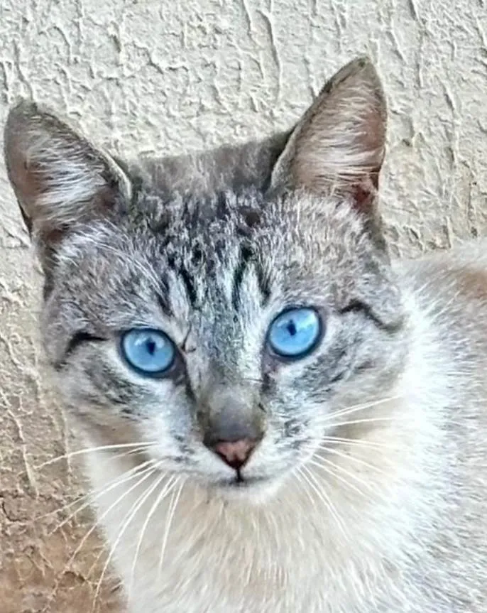 Gato ra a SRD-ViraLata idade 1 ano nome SKY 