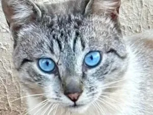 Gato raça SRD-ViraLata idade 1 ano nome SKY 