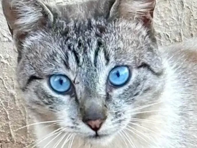 Gato ra a SRD-ViraLata idade 1 ano nome SKY 