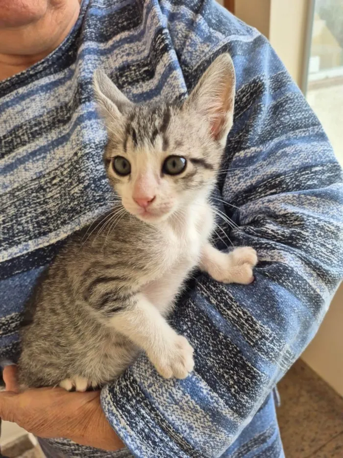 Gato ra a SRD-ViraLata idade 2 a 6 meses nome Suki bb4meses lindo 