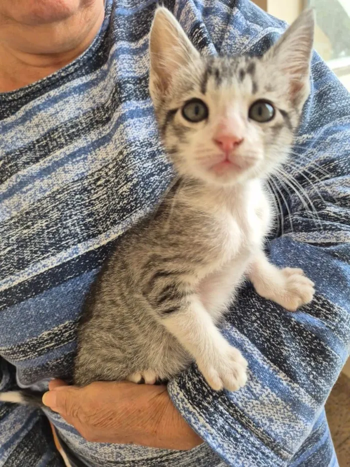 Gato ra a SRD-ViraLata idade 2 a 6 meses nome Suki bb4meses lindo 