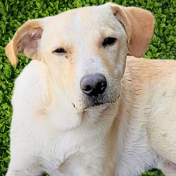 Cachorro ra a SRD-ViraLata idade 1 ano nome Picasso 