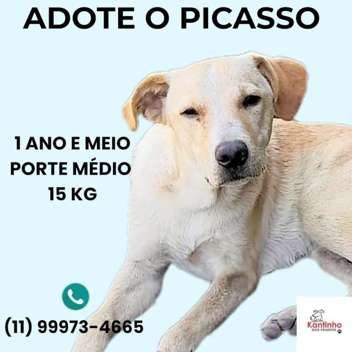 Cachorro ra a SRD-ViraLata idade 1 ano nome Picasso 