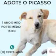 Picasso