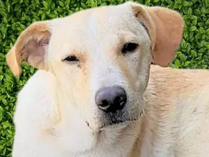 Cachorro raça SRD-ViraLata idade 1 ano nome Picasso 